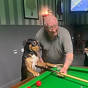 Bailey the club mascot lining up a shot